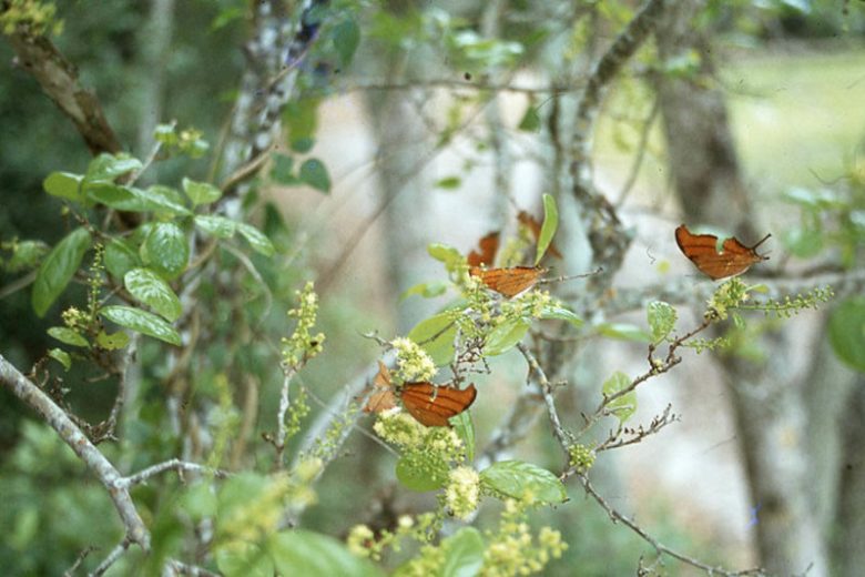 Coccoloba diversifolia, Tie-tongue, Pigeon Plum, Coccoloba floridana, Coccoloba laurifolia, Florida Native Shrub, Florida Native Tree, Evergreen Shrub, Evergreen Tree