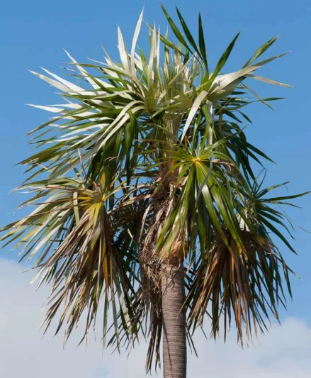 Coccothrinax argentata, Florida Silver Palm, Native Florida Tree, Native Florida Palm, Native Evergreen Tree