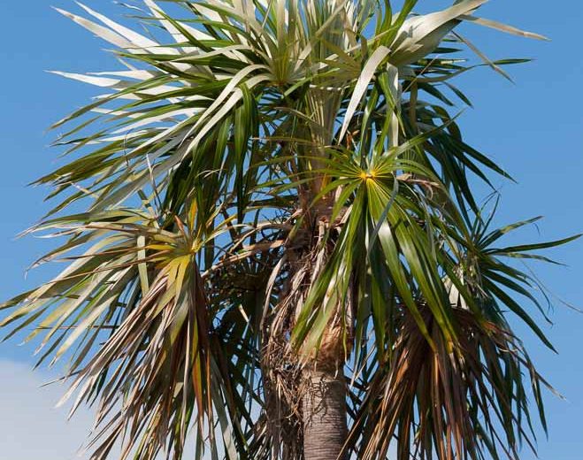 Coccothrinax argentata, Florida Silver Palm, Native Florida Tree, Native Florida Palm, Native Evergreen Tree