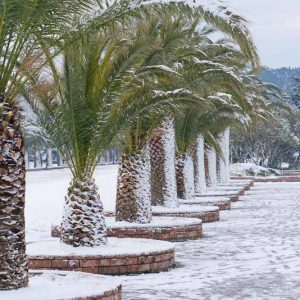 Hardy Palms, Cold-Hardy Palms, Trachycarpus, Brahea, Chamaerops humilis, dwarf fan palm, Mexican blue palm, jelly palm, Chilean wine palm, Phoenix