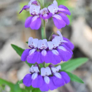 Collinsia heterophylla, Purple Chinese Houses, Harlequin Blue-eyed Mary, Chinese Houses, Bicolor Flowers, Purple Flowers