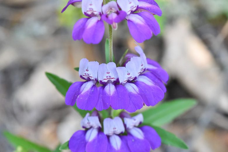 Collinsia heterophylla, Purple Chinese Houses, Harlequin Blue-eyed Mary, Chinese Houses, Bicolor Flowers, Purple Flowers