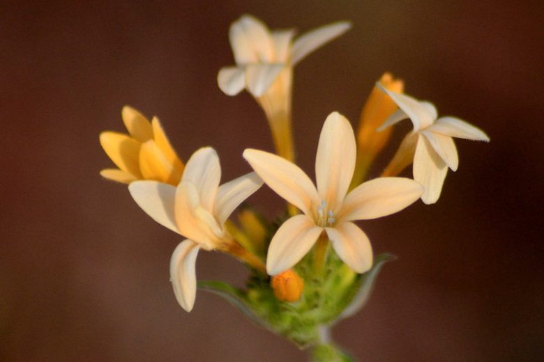 Collomia grandiflora, Large Flowered Collomia, Grand Collomia, Large-flower Mountain-Trumpet, Collomia