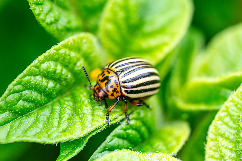 Colorado Potato Beetle, Leptinotarsa decemlineata