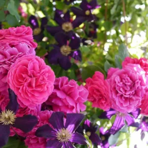 Combining Roses and Clematis, Mixing clematis and roses, Growing clematis and roses, Clematis and Roses Combinations, Best Climbing Roses, Best Clematis, Planting Roses and Clematis, Pruning Roses and Clematis