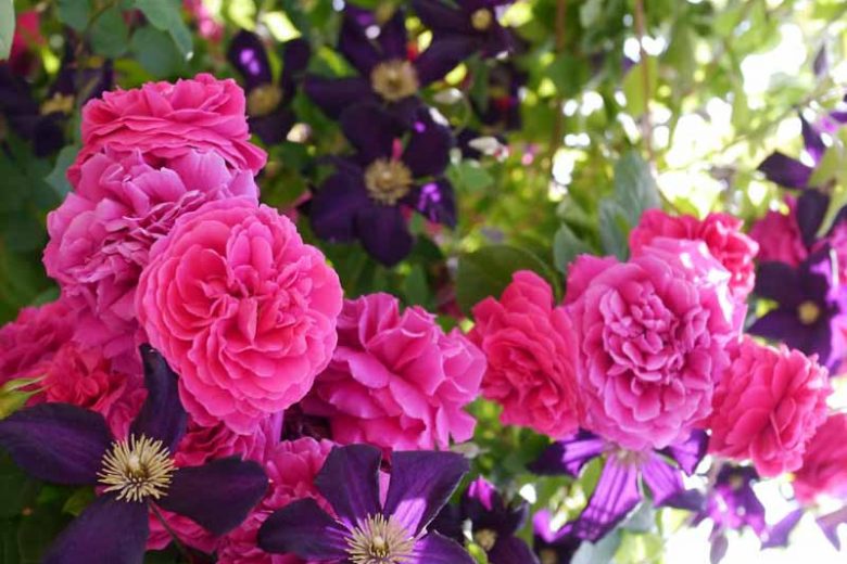 Combining Roses and Clematis, Mixing clematis and roses, Growing clematis and roses, Clematis and Roses Combinations, Best Climbing Roses, Best Clematis, Planting Roses and Clematis, Pruning Roses and Clematis