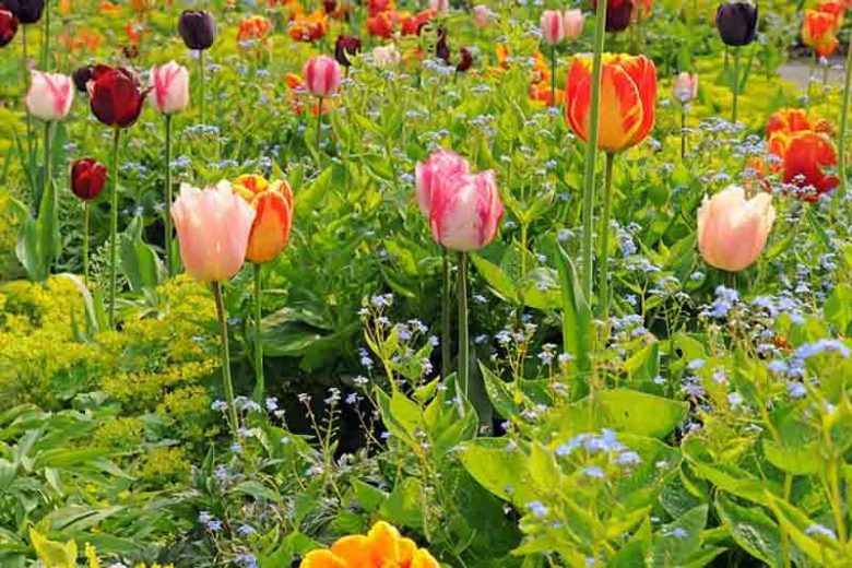Spring Combination Ideas, Bulb Combinations, Plant Combinations, Flowerbeds Ideas, Spring Borders, tulips combinations, tulips with perennials, tulips with annuals, plant combinations with tulips