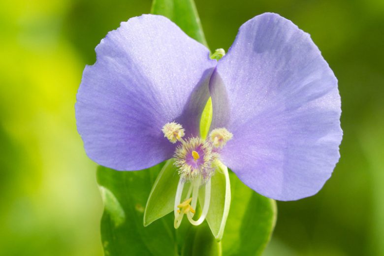 Commelina erecta, Dayflower, Widow's Tears, White-Mouth Dayflower, Slender Dayflower, Scrub Dayflower, Blue Flowers, Purple Flowers, Blue Perennial