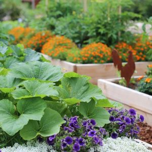 Companion Planting, Herb Garden, Companion Plants, Vegetable Garden, Annuals Repel Pest, Annuals Deter Pest
