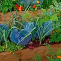 Companion Planting, Companion Plants, Best Companion Plants, Worst Companion Plants, Vegetable Gardens