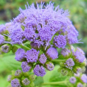 Conoclinium coelestinum, Blue Mistflower, Wild Ageratum, Hardy Ageratum, Blue Boneset, Eupatorium coelestinum, Blue Flowers