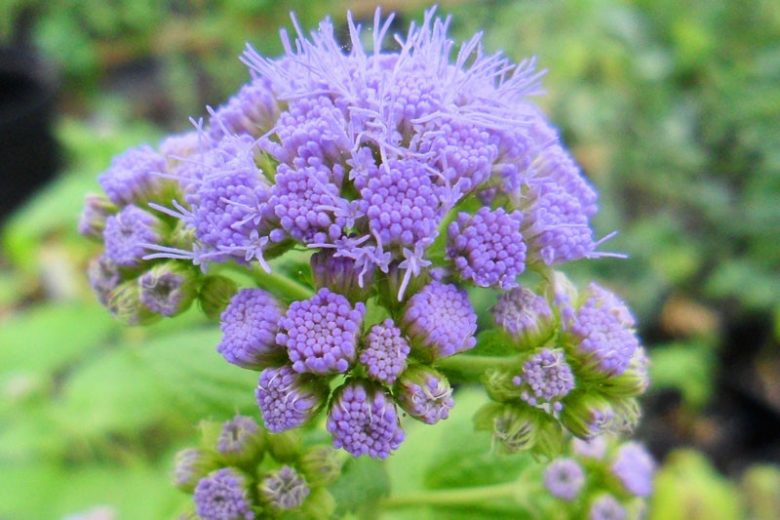 Conoclinium coelestinum, Blue Mistflower, Wild Ageratum, Hardy Ageratum, Blue Boneset, Eupatorium coelestinum, Blue Flowers