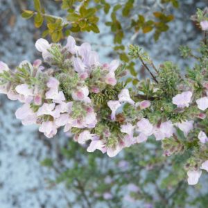 Conradina canescens, False Rosemary, Wild Rosemary, Conradina, Evergreen shrub, Native Florida Shrub, Mediterranean Plant, Perennial Shrub