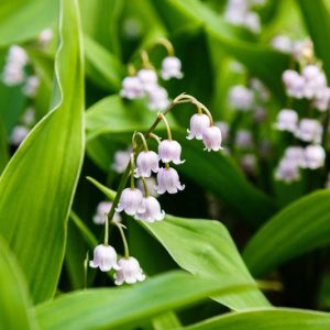 Convallaria Majalis var. rosea, Lily of the Valley, Conval Lily, Word Lily, Mayflower, Mugget, Liriconfancy, May Bells, May Lily, Our Lady's Tears, Lady's Tears