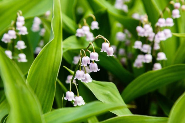 Lily-of-the-valley (Convallaria majalis) - Woodland Trust