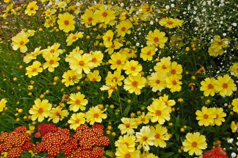 Coreopsis 'Full Moon',Tickseed 'Full Moon', PP19364, BIG BANG™ Series, Drought tolerant plants, dry soil plants, heat tolerant plants, humidity tolerant plants, Yellow flowers, Red flowers, Bicolor flowers