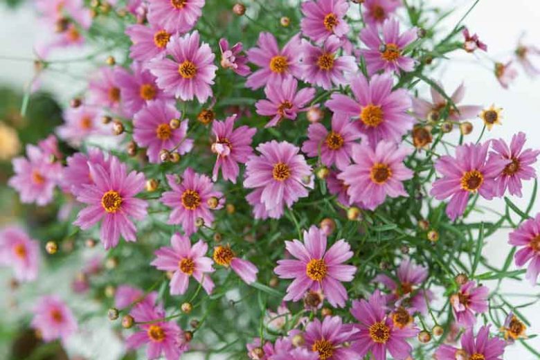 Coreopsis 'Limerock Passion',Tickseed Limerock Passion, Limerock Passion Tickseed, Drought tolerant plants, Purple flowers, Lavender flowers