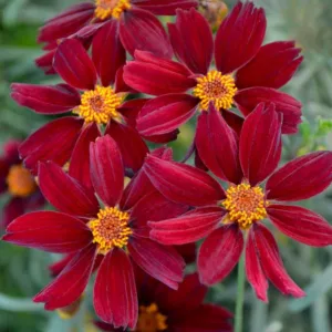 Coreopsis 'Red Satin',Tickseed Red Satin, Drought tolerant plants, red flowers