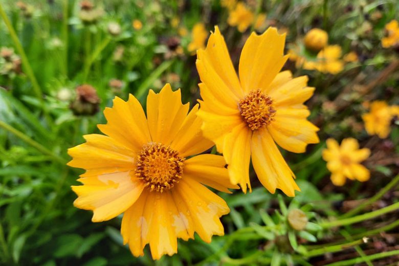 Coreopsis auriculata, Lobed Tickseed, Early Coreopsis, Eared Coreopsis, Ear-Leaved Tickseed, Dwarf Tickseed, Drought tolerant plants, dry soil plants, heat tolerant plants, humidity tolerant plants, yellow flowers