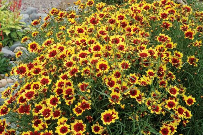 Coreopsis Verticillata 'Bengal Tiger', Coreopsis Bengal Tiger, Tickseed Bengal Tiger, Threadleaf Coreopsis Bengal Tiger, Whorled Coreopsis Bengal Tiger, Drought tolerant plants, Bicolored Coreopsis, Red Flowers
