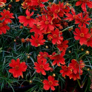 Coreopsis Verticillata 'Broad Street', Coreopsis Broad Street, Cruizin series, Tickseed Broad Street, Threadleaf Coreopsis Broad Street, Whorled Coreopsis Broad Street, Drought tolerant plants, Bicolored Coreopsis, Red Flowers