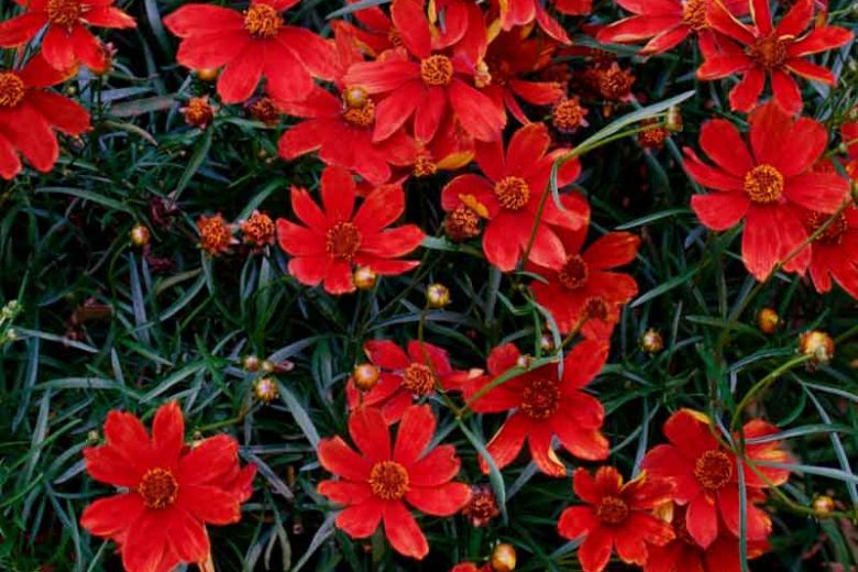 Coreopsis Verticillata 'Broad Street', Coreopsis Broad Street, Cruizin series, Tickseed Broad Street, Threadleaf Coreopsis Broad Street, Whorled Coreopsis Broad Street, Drought tolerant plants, Bicolored Coreopsis, Red Flowers