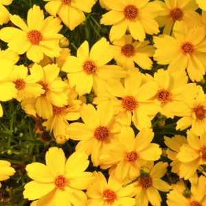 Coreopsis 'Citrine', Tickseed Citrine, Drought tolerant plants, Yellow coreopsis, Drought tolerant flowers, Summer flowers