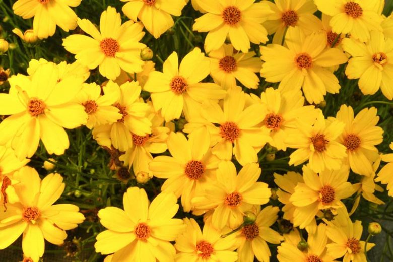 Coreopsis 'Citrine', Tickseed Citrine, Drought tolerant plants, Yellow coreopsis, Drought tolerant flowers, Summer flowers