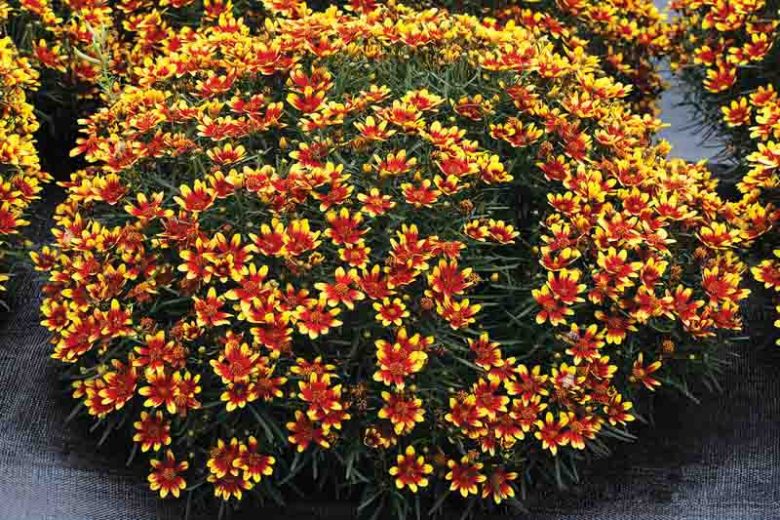Coreopsis HONEYBUNCH™ Red & Gold', Tickseed HONEYBUNCH™ Red & Gold, Drought tolerant plants, Yellow coreopsis, Drought tolerant flowers, Summer flowers