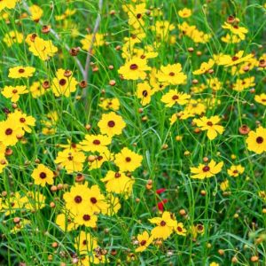 Coreopsis leavenworthii, Common Tickseed, Leavenworth's Tickseed, Coreopsis angustata, Drought tolerant plants, dry soil plants, heat tolerant plants, humidity tolerant plants, yellow flowers
