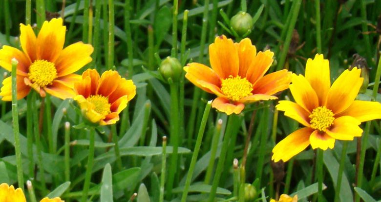 Coreopsis 'Orange Elf', Tickseed 'Orange Elf, 'Orange Elf' Tickseed, Li' l Bang Series, Drought tolerant plants, dry soil plants, heat tolerant plants, humidity tolerant plants, Red flowers
