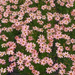Coreopsis 'Shades of Rose', Tickseed Shades of Rose, Drought tolerant plants, Pink flowers