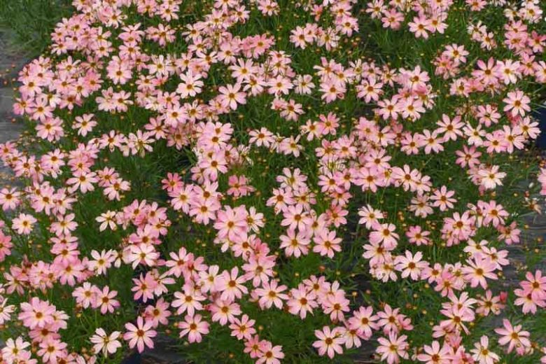 Coreopsis 'Shades of Rose', Tickseed Shades of Rose, Drought tolerant plants, Pink flowers