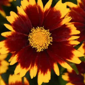 Coreopsis UPTICK™ Red,  Coreopsis 'Baluptred', UPTICK™ Series, Drought tolerant plants, bicolor coreopsis