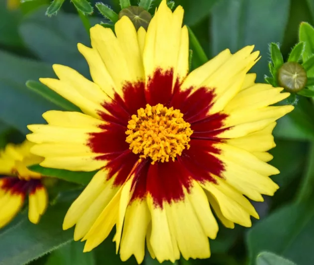 Coreopsis UPTICK™ Yellow and Red,  Tickseed UPTICK™ Yellow & Red, Coreopsis 'Baluptowed', UPTICK™ Series, Drought tolerant plants, bicolor coreopsis