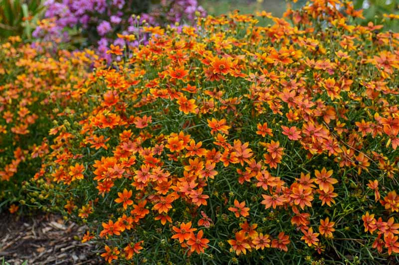 い*う様 CARAMEL 花柄 ノースリーブ 10Y Coreopsis verticillata 'Crazy Cayenne' (Threadleaf Coreopsis)