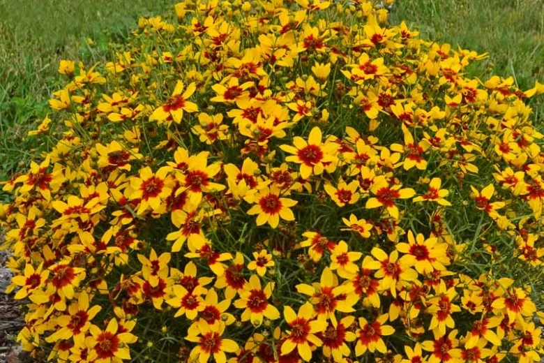 Coreopsis Verticillata 'Curry Up', Threadleaf Coreopsis 'Curry Up', Whorled Coreopsis 'Curry Up', Coreopsis 'Curry Up', Tickseed 'Curry Up', Sizzle & Spice Series, Drought tolerant plants, Yellow Coreopsis, Yellow Flowers
