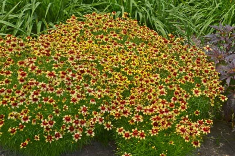 Coreopsis Verticillata 'Route 66', Coreopsis Route 66, Cruizin series, Tickseed Route 66, Threadleaf Coreopsis Route 66, Whorled Coreopsis Route 66, Drought tolerant plants, Bicolored Coreopsis,, Bicolored Flowers