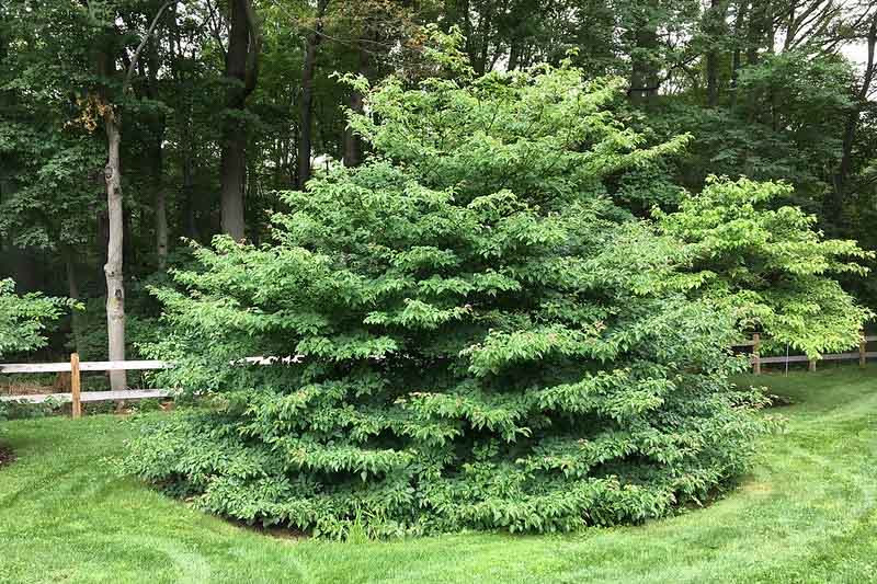 Cornus alternifolia (Pagoda Dogwood)