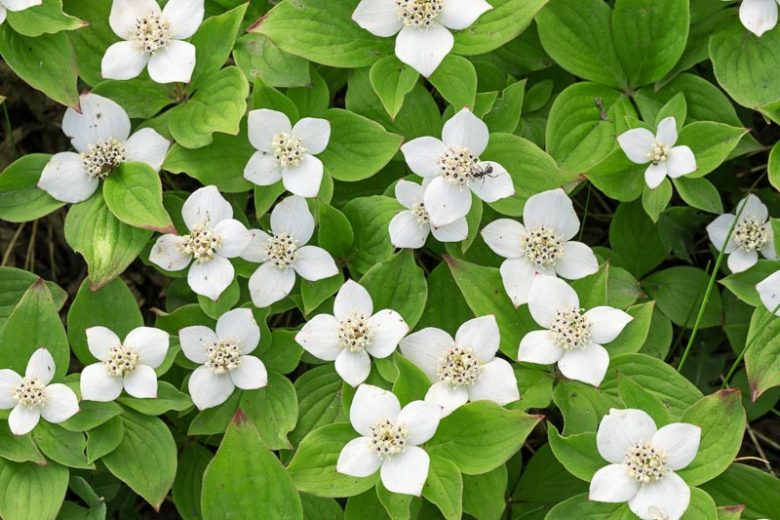 Cornus canadensis, Bunchberry, Bunchberry Dogwood, Canadian Bunchberry, Creeping Dogwood, Crackerberry, Dwarf Cornel, Pudding Berries, Pudding Berry,
