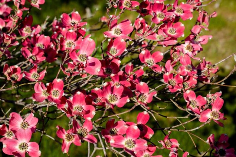 Cornus florida 'Cherokee Chief', Flowering Dogwood 'Cherokee Chief', Cherokee Chief Flowering Dogwood, Fall color, Winter color, shrub with berries, Flowering tree, red fruits