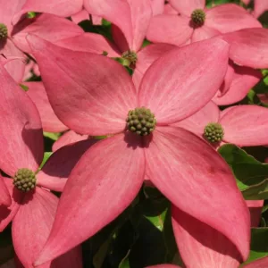 Cornus kousa Scarlet Fire, Scarlet Fire Dogwood, Kousa Scarlet Fire, Cornus kousa 'Rutpink', Deciduous Shrubs, Foliage, Fall color, Winter color, shrub with berries, Flowering tree, red fruits