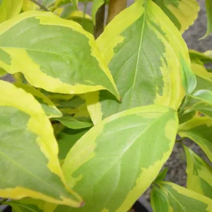 Cornus Summer Gold, Summer Gold Dogwood, Variegated Dogwood, Variegated Kousa Dogwood, Cornus 'Summer Gold', Deciduous Shrubs, Foliage, Fall color, Winter color, shrub with berries, Flowering tree, red fruits