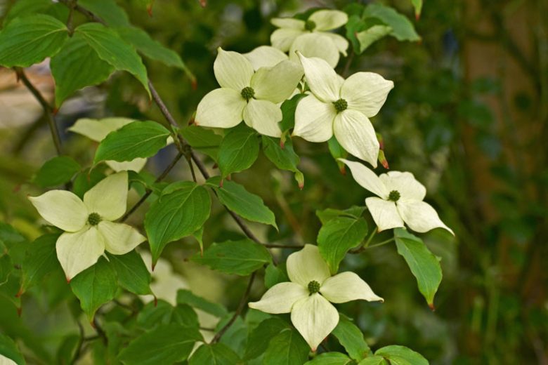 Cornus kousa var. chinensis 'China Girl', Chinese Dogwood 'China Girl', Chinese Kousa Dogwood, Cornus kousa 'China Girl', Deciduous Shrubs, Foliage, Fall color, Winter color, shrub with berries, Flowering tree, red fruits