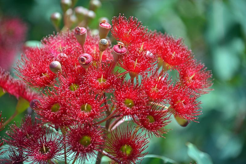 Red-Flowering Gums: How To Grow and Take Care Of