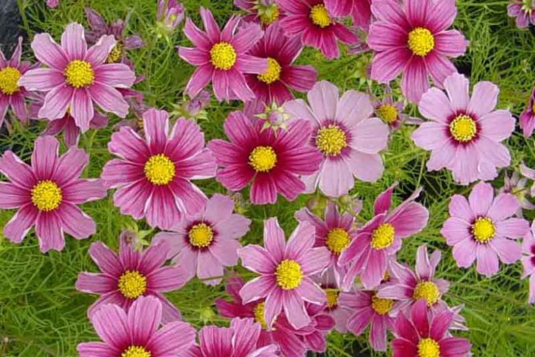 Cosmos Antiquity, Mexican Aster Antiquity, Cosmos Bipinnatus Antiquity information, Pink Cosmos, Pink Flowers
