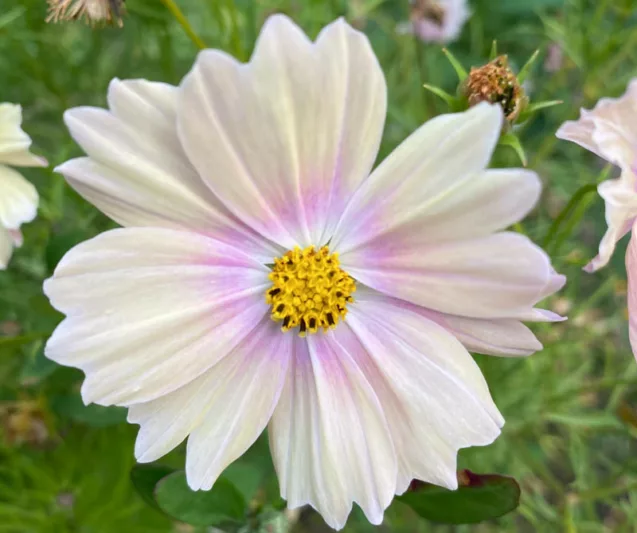 Cosmos Apricot Lemonade, Mexican Aster Apricot Lemonade, Cosmos Bipinnatus Apricot Lemonade, Yellow Cosmos, Apricot Cosmos, Bicolor Cosmos