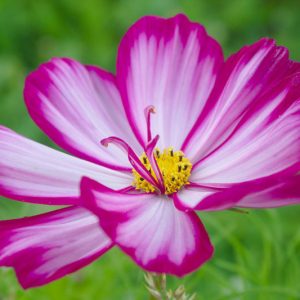 Cosmos Bipinnatus 'Candy Stripe', Mexican Aster Candy Stripe, Pink Cosmos