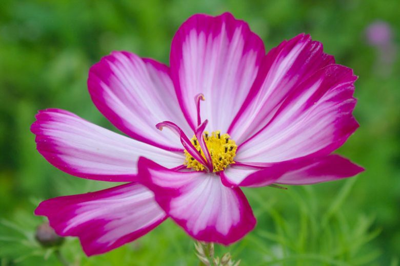Cosmos Bipinnatus 'Candy Stripe', Mexican Aster Candy Stripe, Pink Cosmos