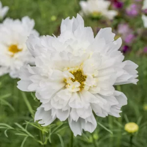 Cosmos Bipinnatus 'Double Click Snow Puff', Mexican Aster Double Click Snow Puff, Cosmos Double Click Snow Puff, Cosmos Snow Puff, White cosmos, White flowers